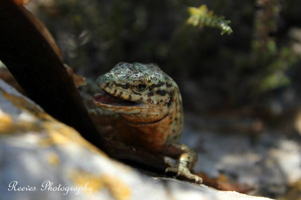 Ibiza photography: lizards of Ibiza By Tim Reeves