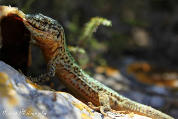 Ibiza photography: lizards of Ibiza by Tim Reeves