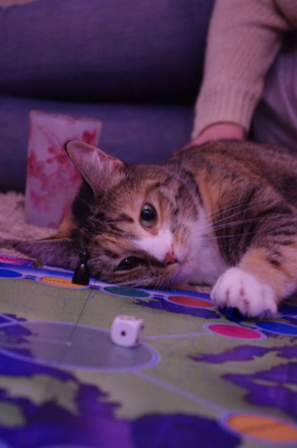 To-do: Take a nap right in the middle of a board game. 