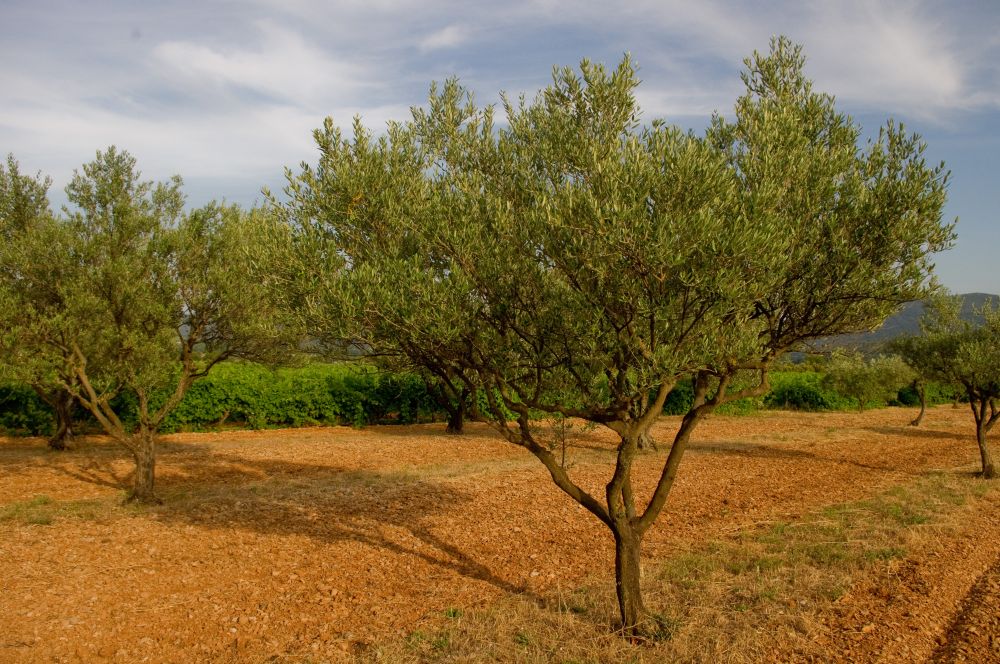 I shall become the olive tree (read the book I mentioned - you'll understand